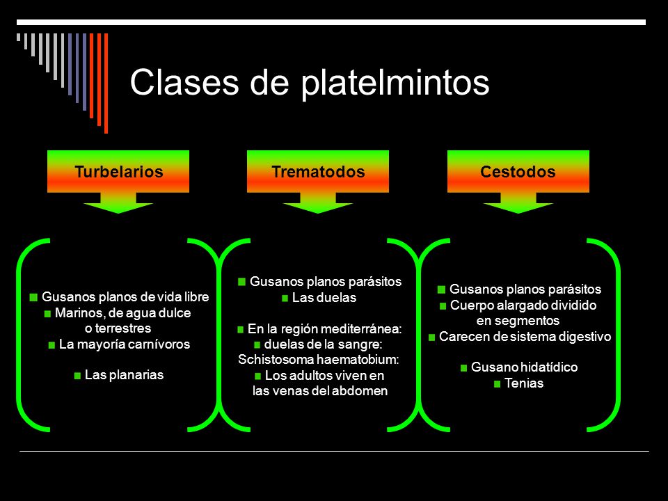 Si puede estar enferma al niño la cabeza a las lombrices